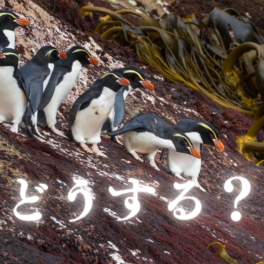 崖の縁でためらいながら海を見つめる数羽のペンギンたち。「どうする？」という白い文字が手前に表示されている。